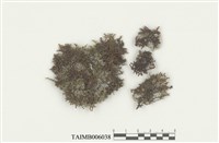 藏品(列胞耳葉蘚)的圖片